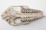 Fossil Oreodont (Merycoidodon) Skull - Wyoming #197347-5